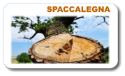 SPACCALEGNA